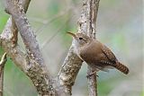 House Wren